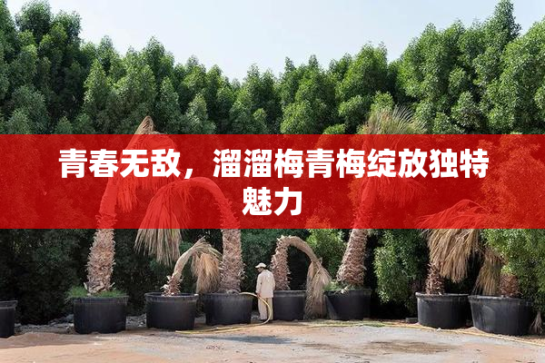 青春无敌，溜溜梅青梅绽放独特魅力