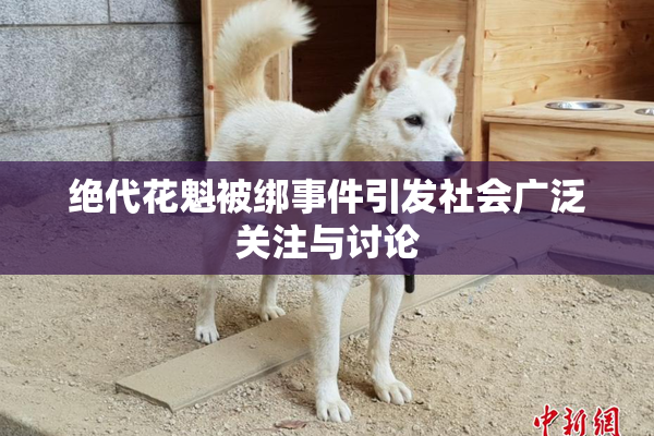 绝代花魁被绑事件引发社会广泛关注与讨论