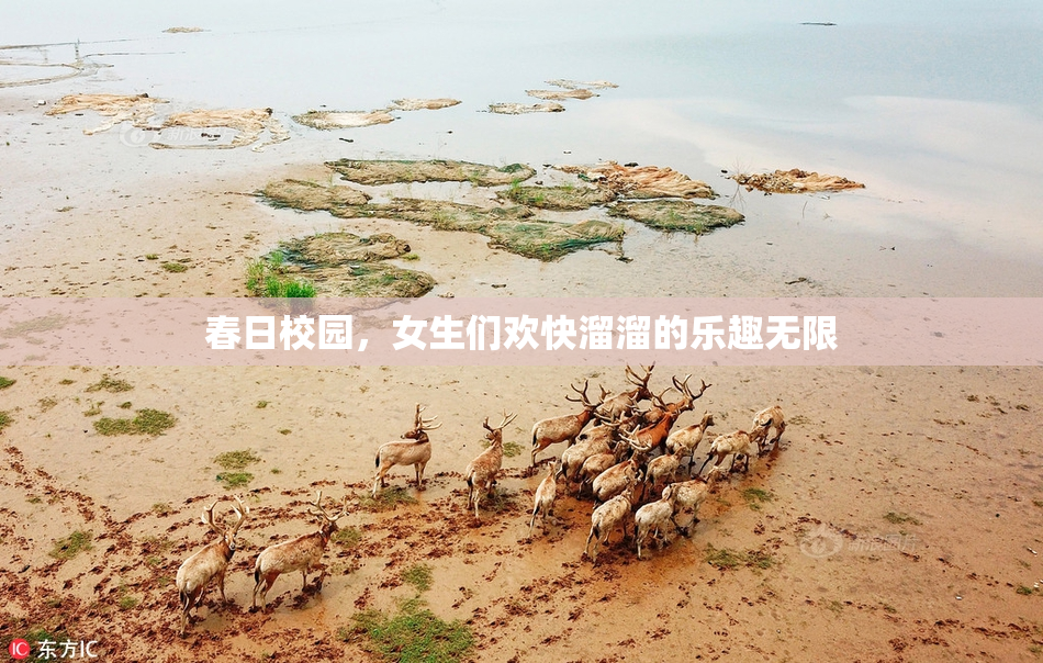 春日校园，女生们欢快溜溜的乐趣无限