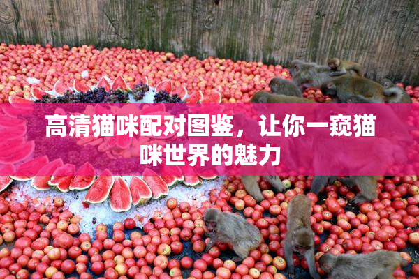 高清猫咪配对图鉴，让你一窥猫咪世界的魅力