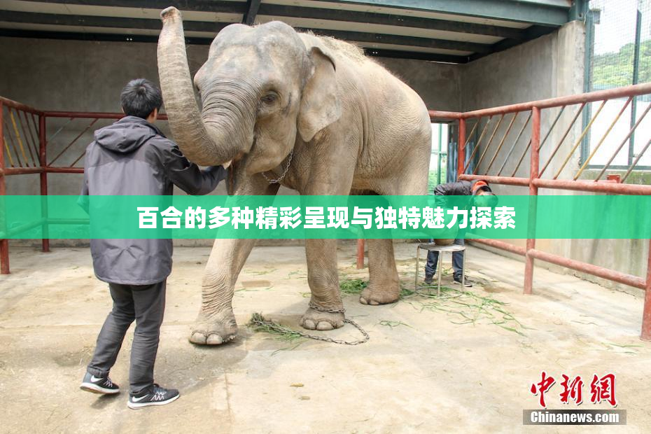百合的多种精彩呈现与独特魅力探索