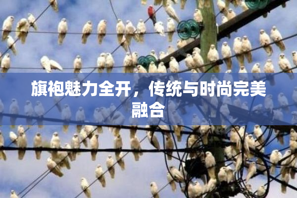 旗袍魅力全开，传统与时尚完美融合