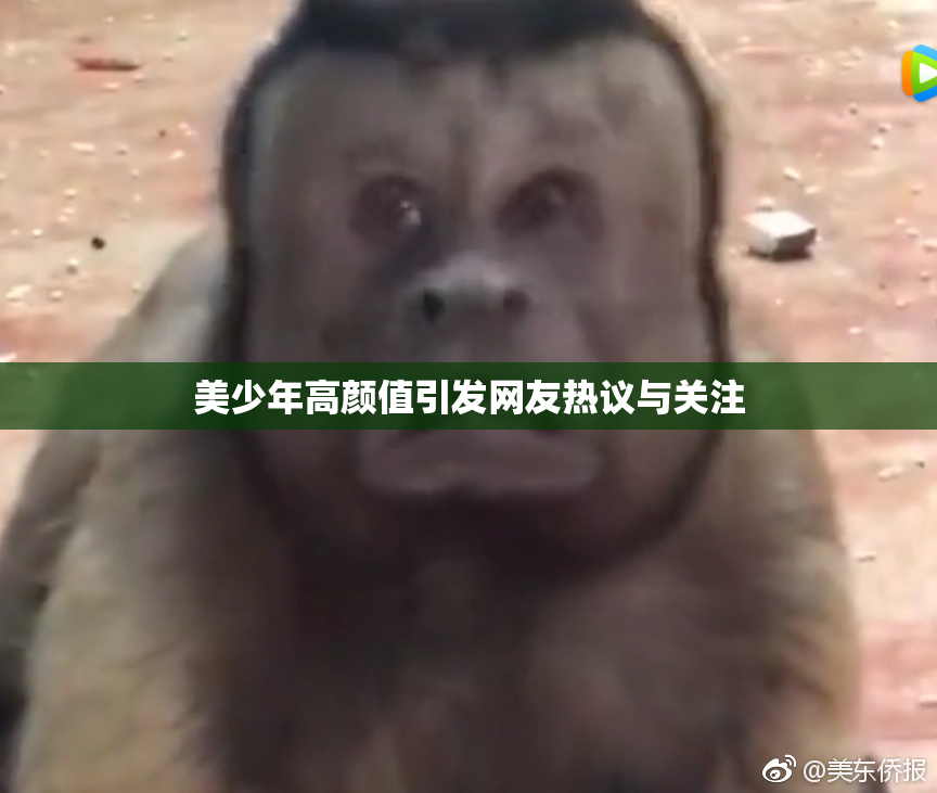 美少年高颜值引发网友热议与关注