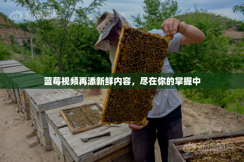蓝莓视频再添新鲜内容，尽在你的掌握中