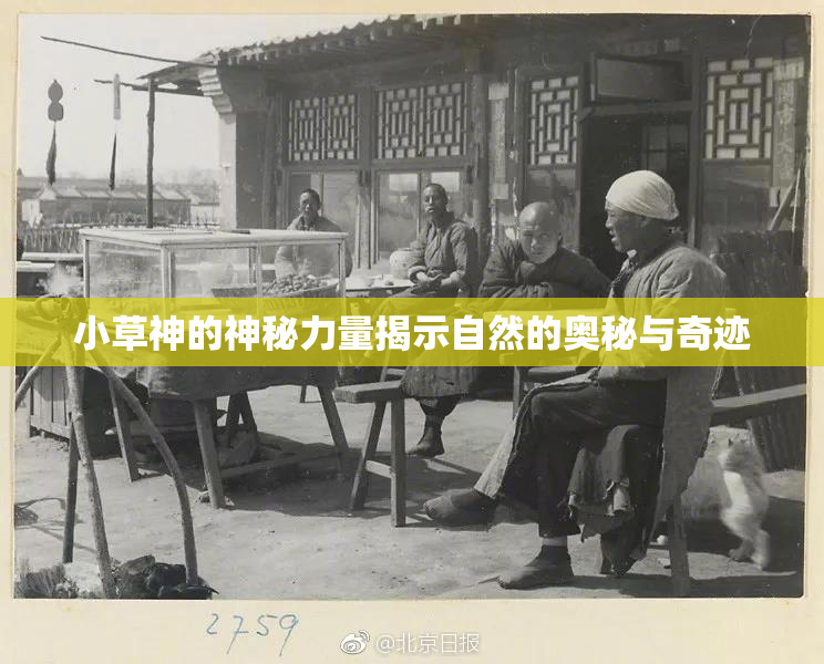 小草神的神秘力量揭示自然的奥秘与奇迹