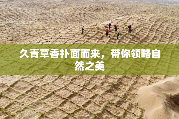久青草香扑面而来，带你领略自然之美