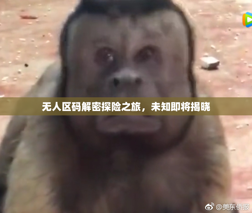 无人区码解密探险之旅，未知即将揭晓