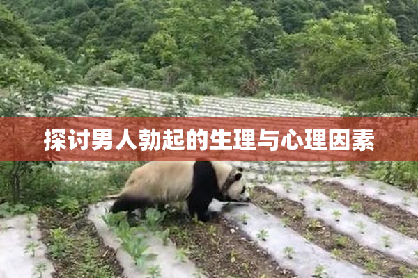 探讨男人勃起的生理与心理因素