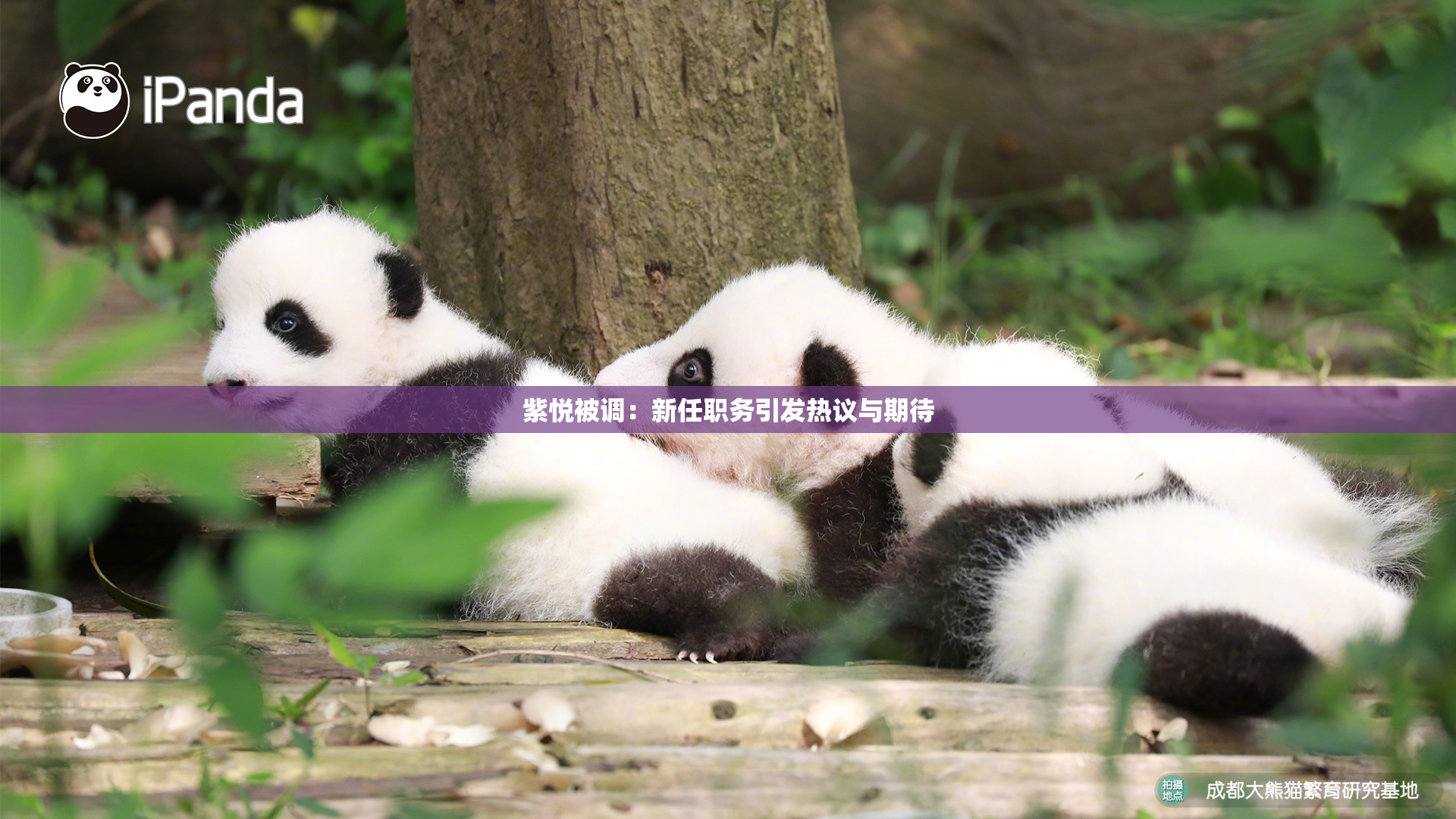 紫悦被调：新任职务引发热议与期待