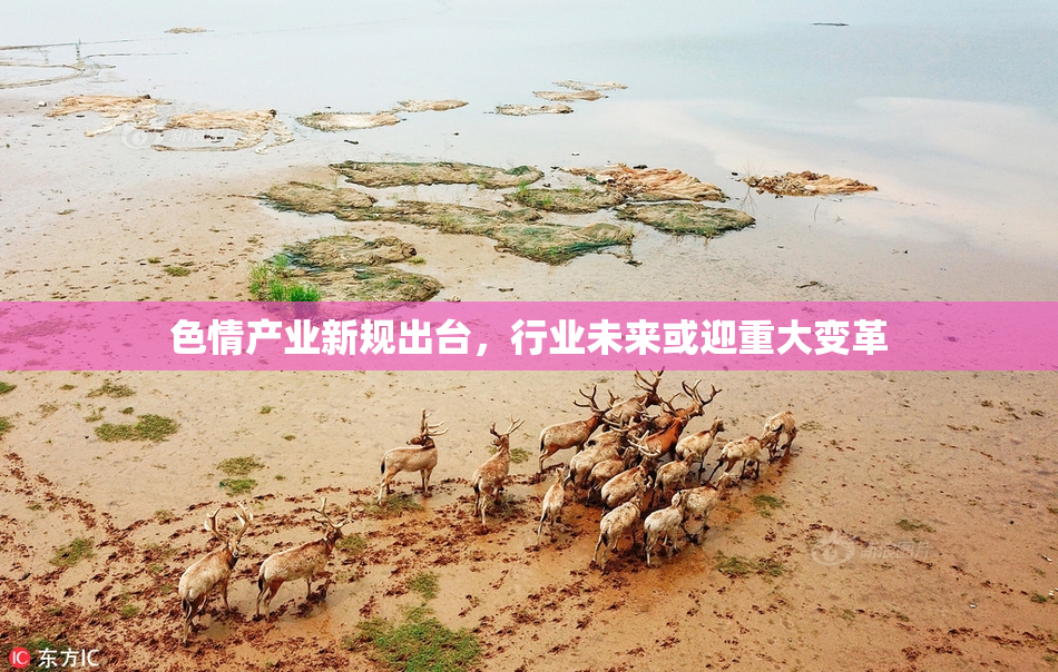 色情产业新规出台，行业未来或迎重大变革