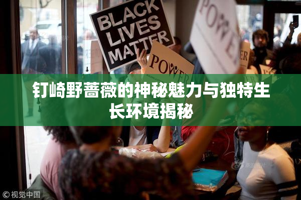 钉崎野蔷薇的神秘魅力与独特生长环境揭秘