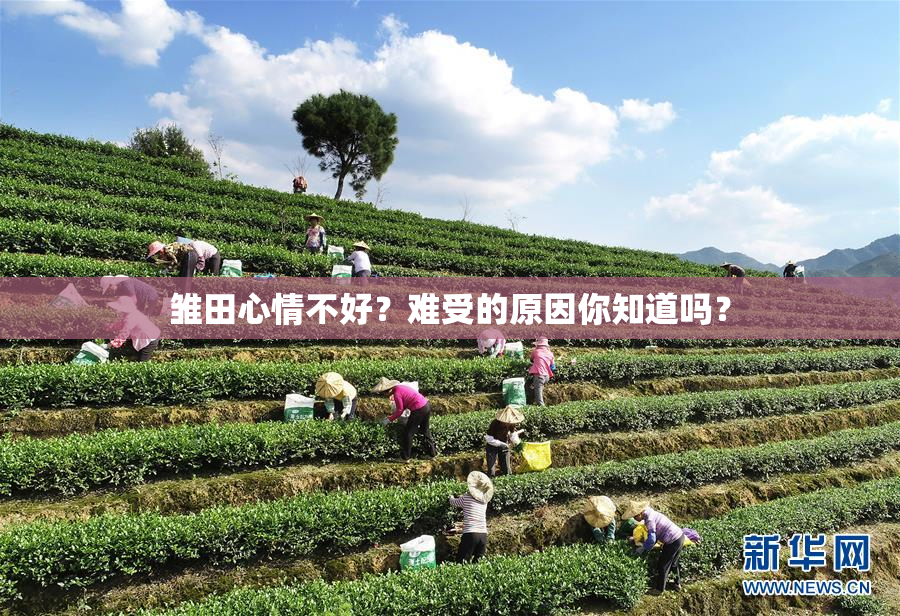 雏田心情不好？难受的原因你知道吗？