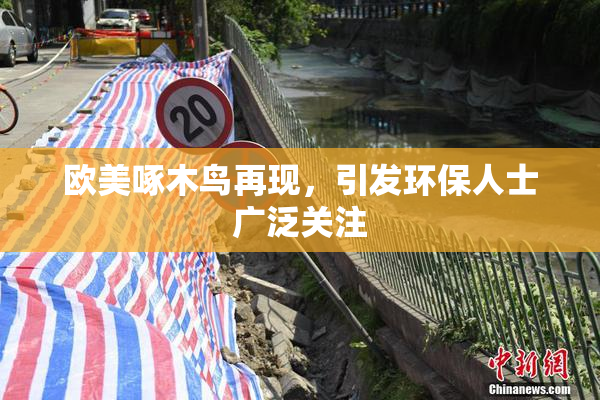 欧美啄木鸟再现，引发环保人士广泛关注