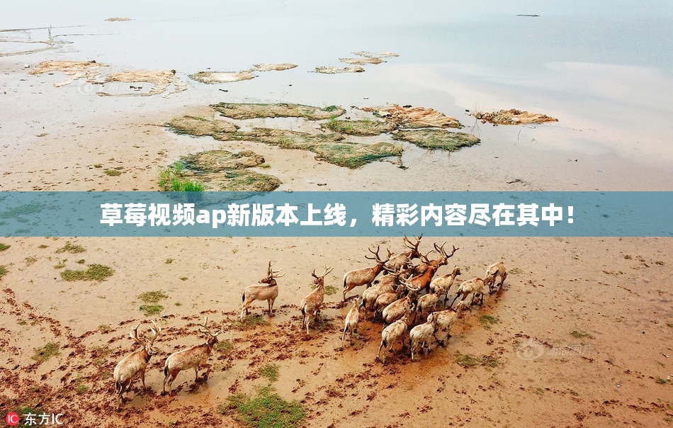 草莓视频ap新版本上线，精彩内容尽在其中！