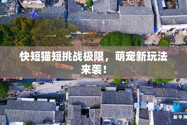 快短猫短挑战极限，萌宠新玩法来袭！