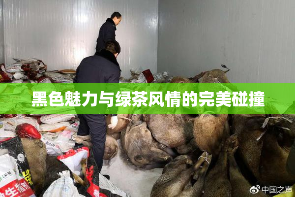 黑色魅力与绿茶风情的完美碰撞