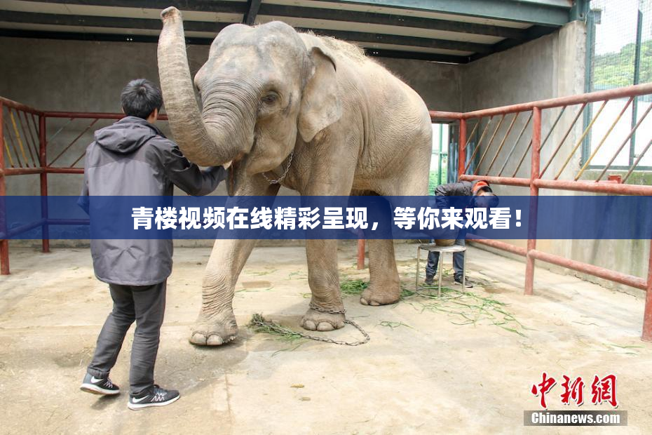 青楼视频在线精彩呈现，等你来观看！