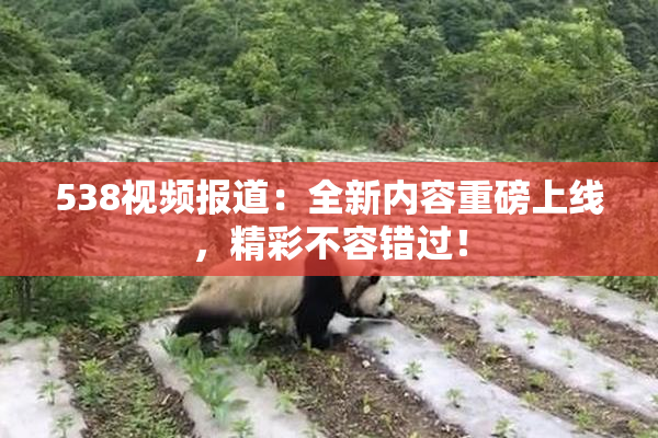 538视频报道：全新内容重磅上线，精彩不容错过！