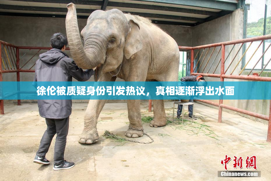 徐伦被质疑身份引发热议，真相逐渐浮出水面