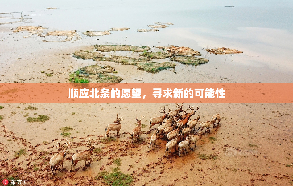 顺应北条的愿望，寻求新的可能性