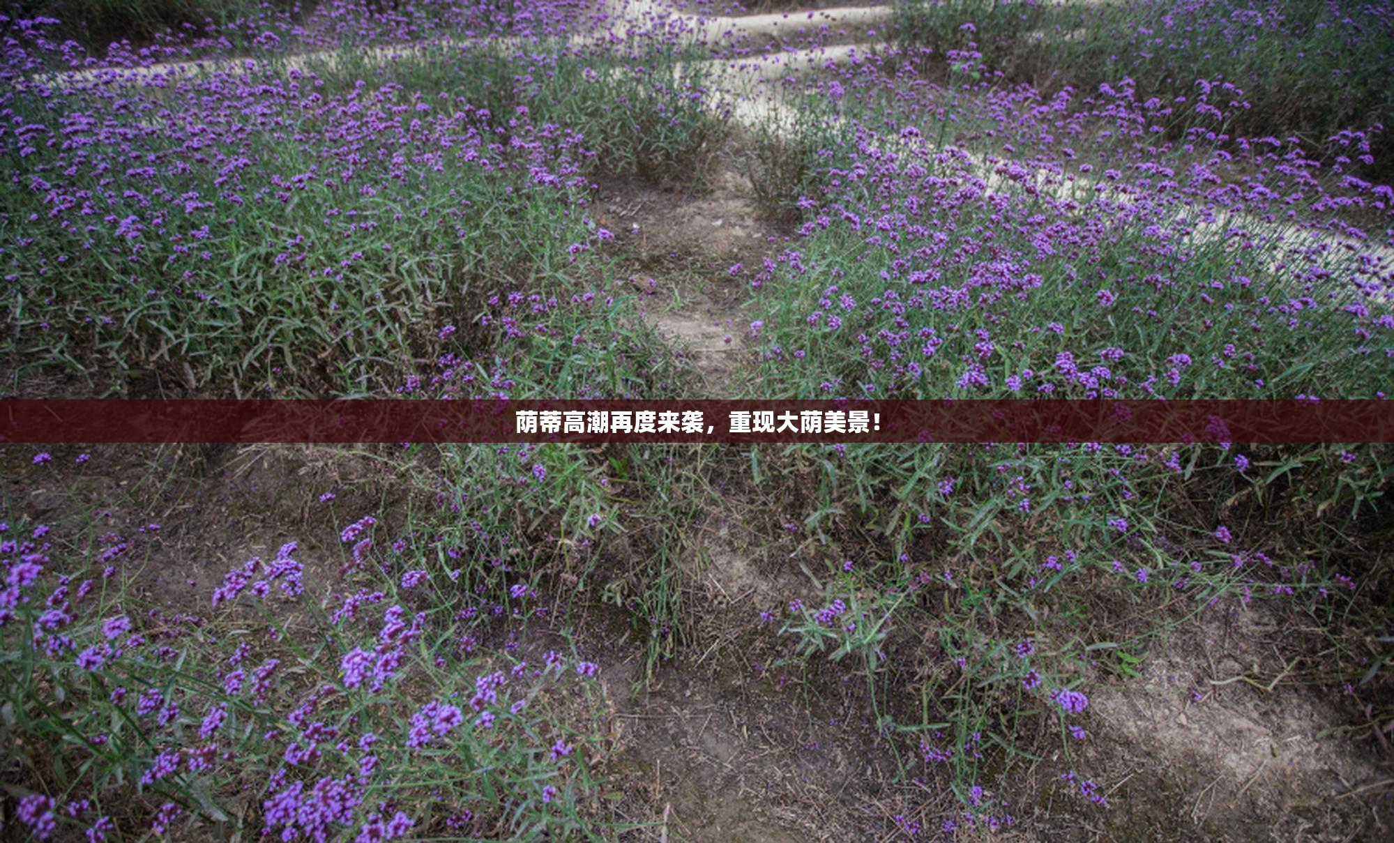 荫蒂高潮再度来袭，重现大荫美景！