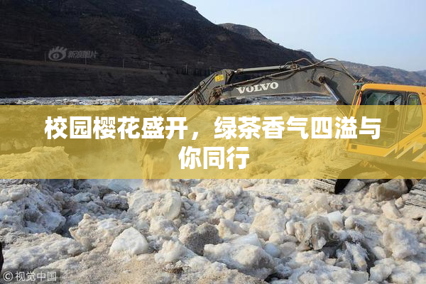 校园樱花盛开，绿茶香气四溢与你同行