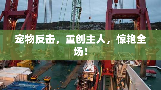 宠物反击，重创主人，惊艳全场！
