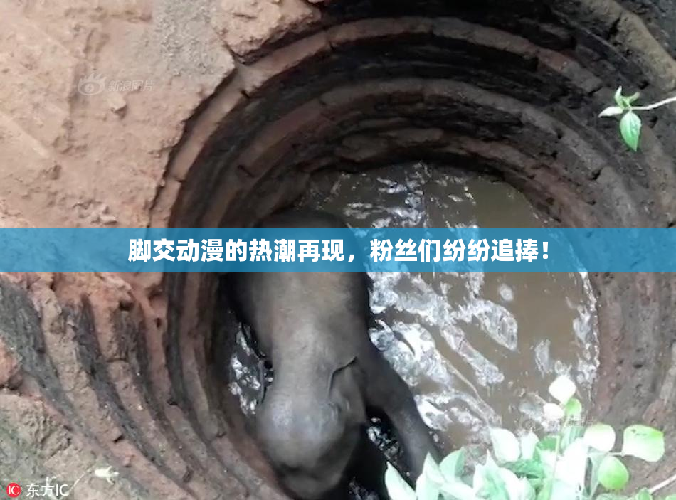 脚交动漫的热潮再现，粉丝们纷纷追捧！