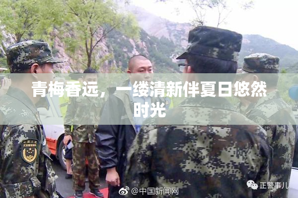青梅香远，一缕清新伴夏日悠然时光