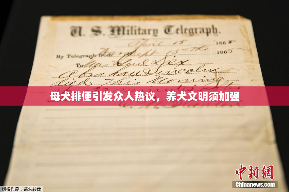 母犬排便引发众人热议，养犬文明须加强