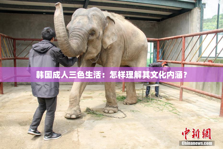 韩国成人三色生活：怎样理解其文化内涵？