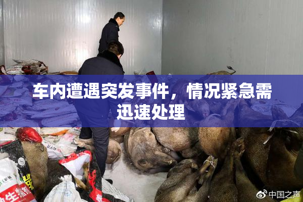 车内遭遇突发事件，情况紧急需迅速处理