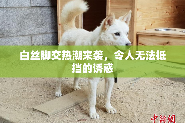 白丝脚交热潮来袭，令人无法抵挡的诱惑