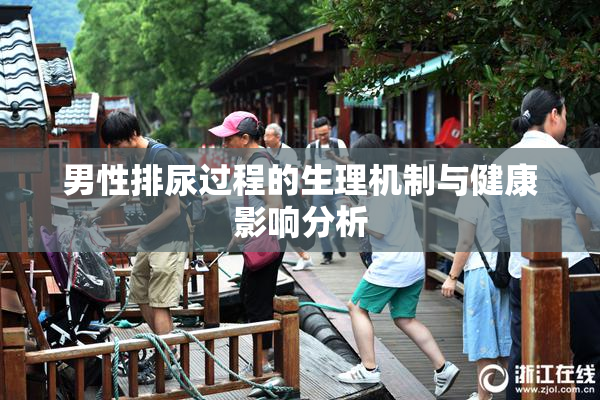 男性排尿过程的生理机制与健康影响分析