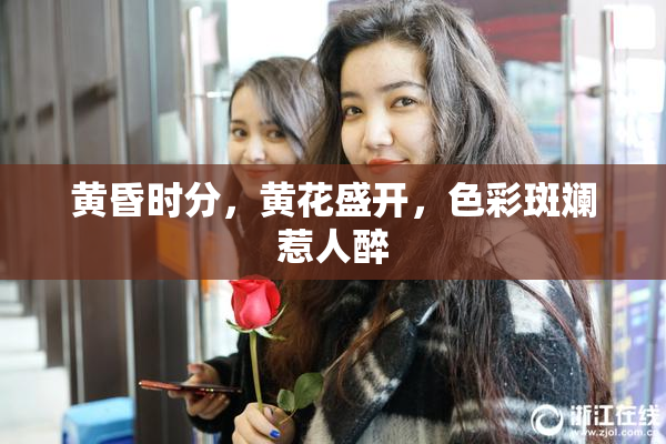 黄昏时分，黄花盛开，色彩斑斓惹人醉
