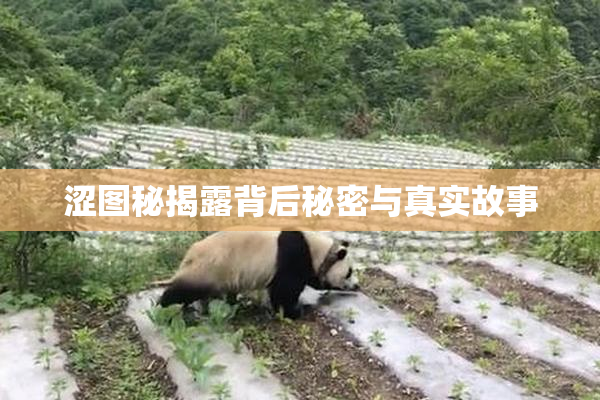 涩图秘揭露背后秘密与真实故事