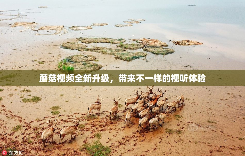 蘑菇视频全新升级，带来不一样的视听体验