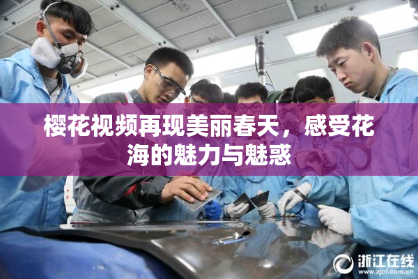 樱花视频再现美丽春天，感受花海的魅力与魅惑