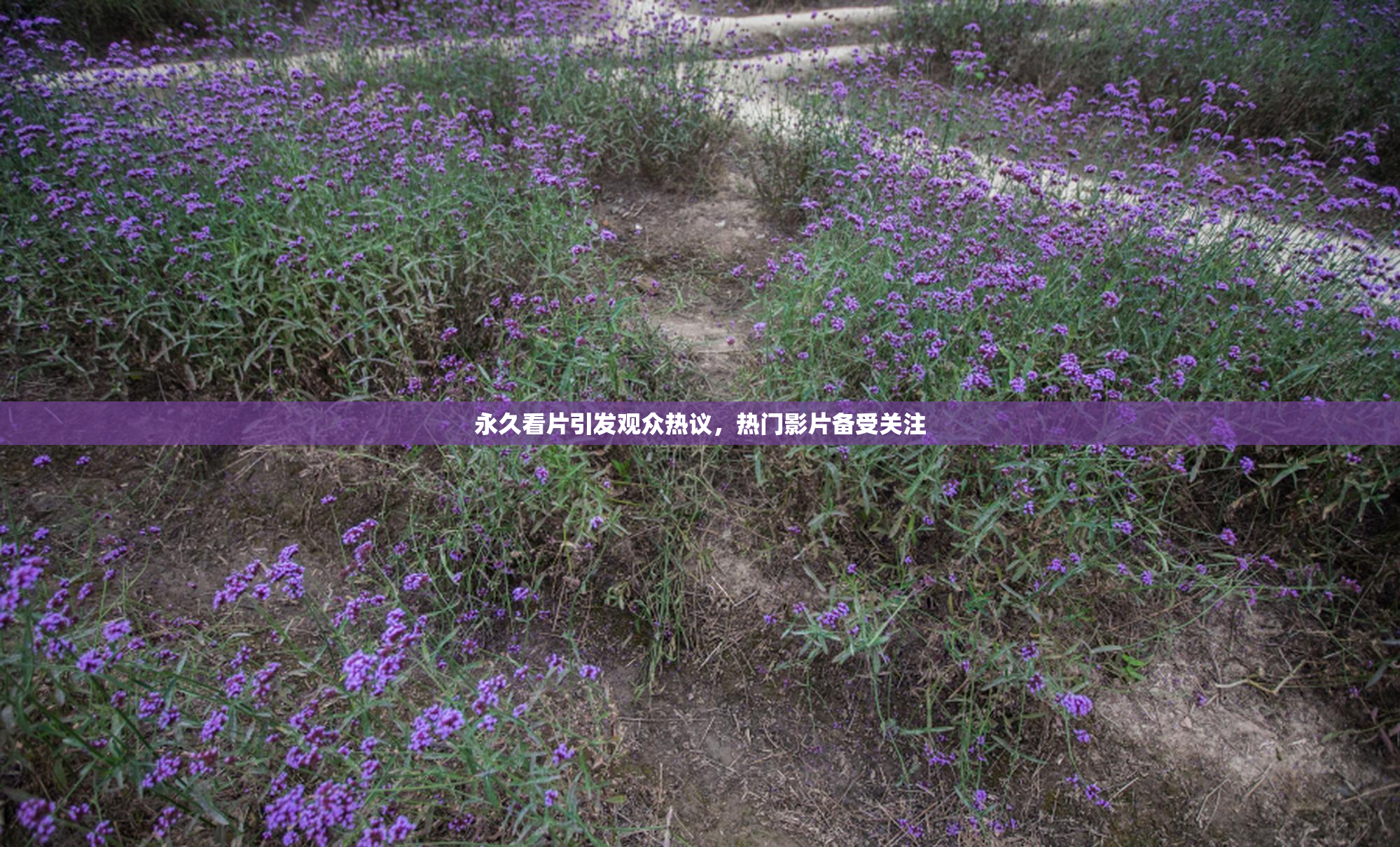 永久看片引发观众热议，热门影片备受关注