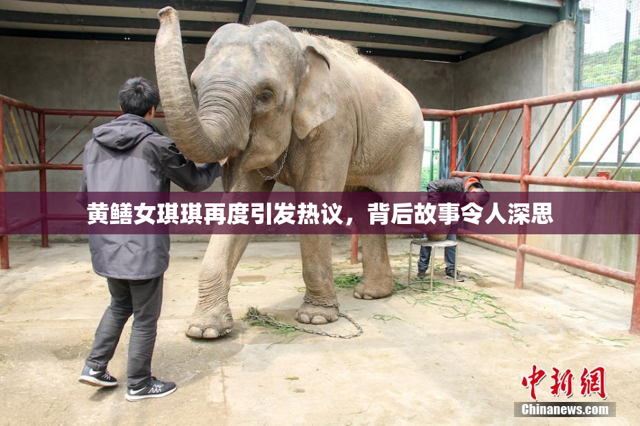黄鳝女琪琪再度引发热议，背后故事令人深思