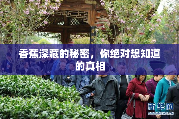 香蕉深藏的秘密，你绝对想知道的真相