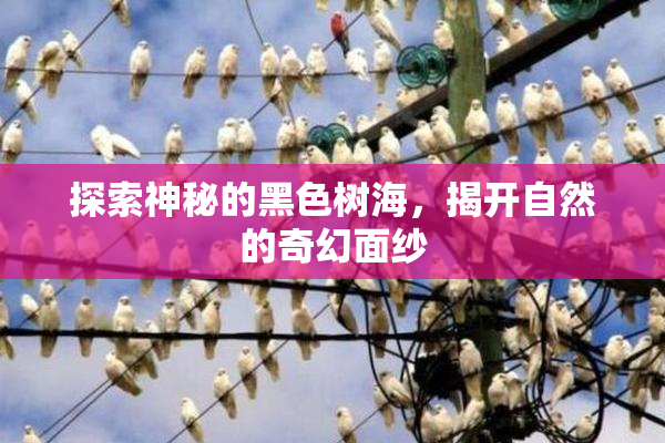 探索神秘的黑色树海，揭开自然的奇幻面纱