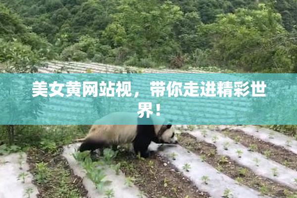 美女黄网站视，带你走进精彩世界！