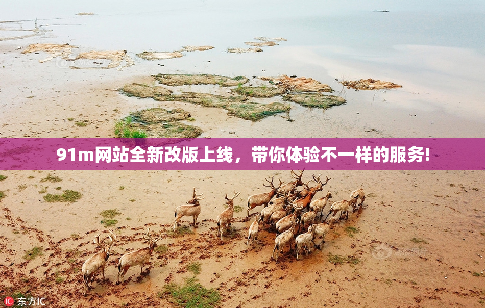 91m网站全新改版上线，带你体验不一样的服务!