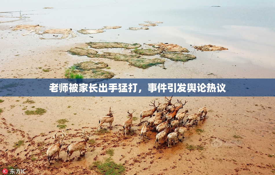 老师被家长出手猛打，事件引发舆论热议