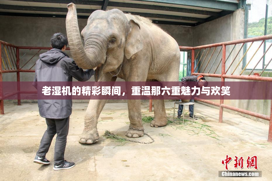 老湿机的精彩瞬间，重温那六重魅力与欢笑