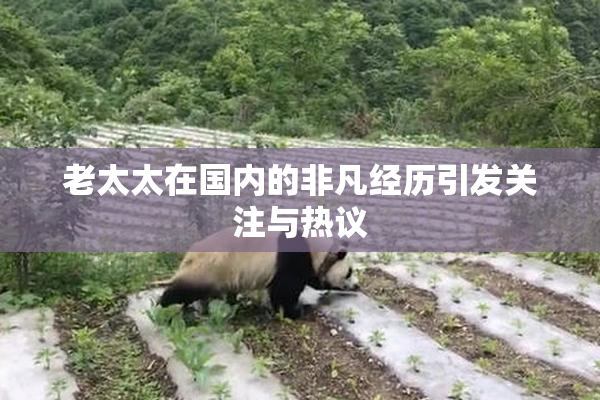 老太太在国内的非凡经历引发关注与热议