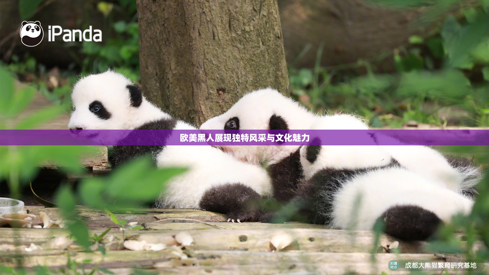 欧美黑人展现独特风采与文化魅力
