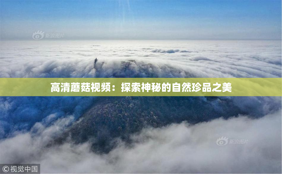 高清蘑菇视频：探索神秘的自然珍品之美