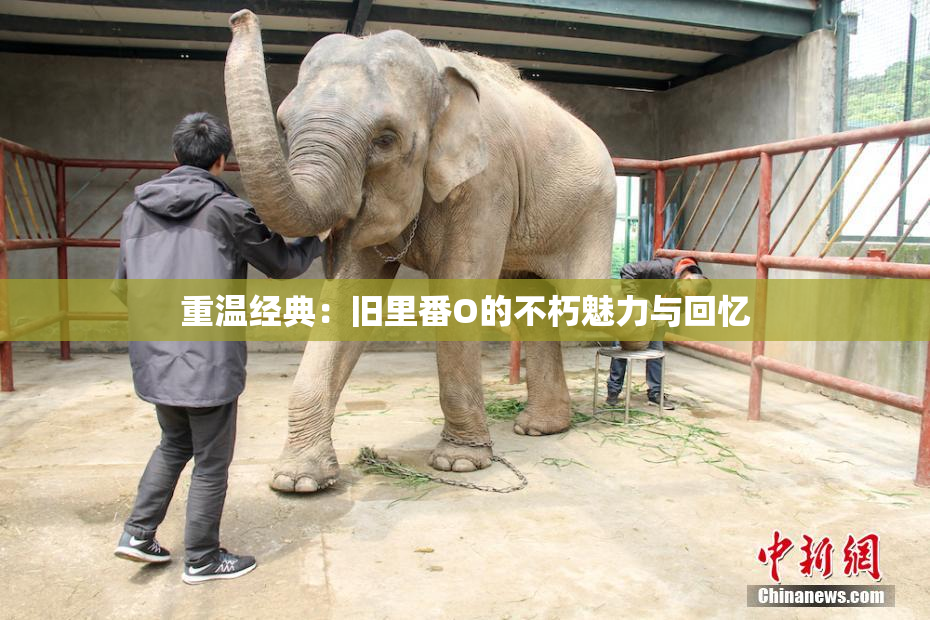 重温经典：旧里番O的不朽魅力与回忆